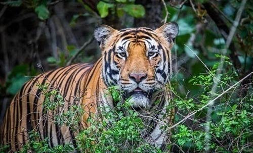 Rajasthan Wildlife and Goa Tour